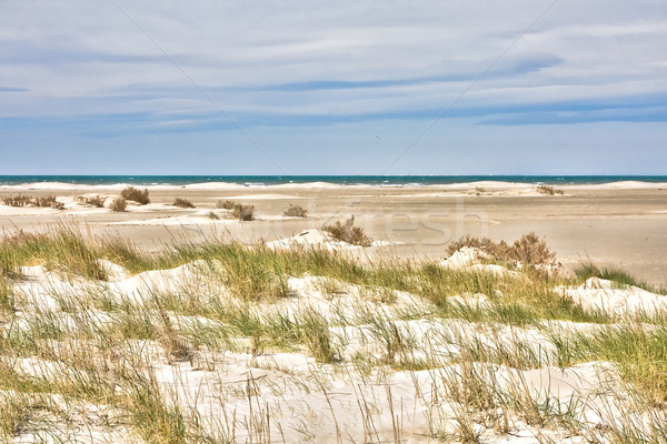Sand dunes Stock photo © igabriela