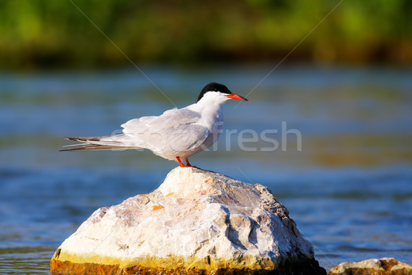Sterna hirunda (Common tern) Stock photo © igabriela