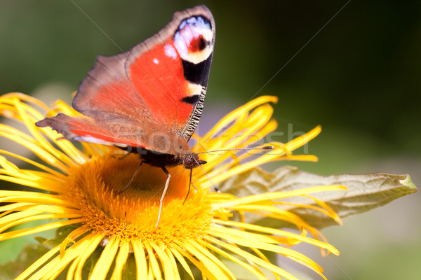 европейский павлин цветок солнце лет области Сток-фото © igabriela