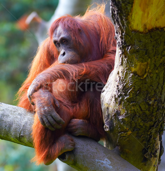 Female Orangutan Stock photo © igabriela