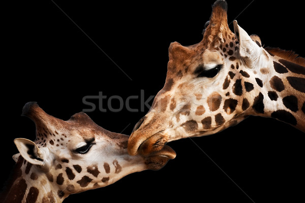 Moment girafele portret doua atingere Imagine de stoc © igabriela