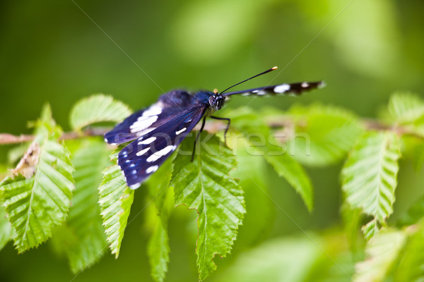 Southern White Admiral Stock photo © igabriela