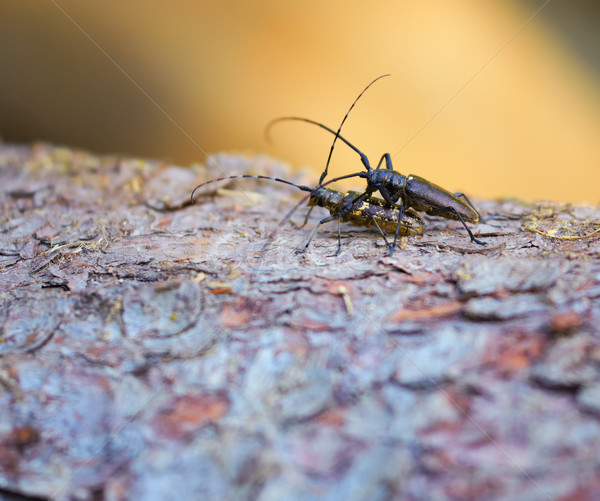 Monochamus sartor Stock photo © igabriela