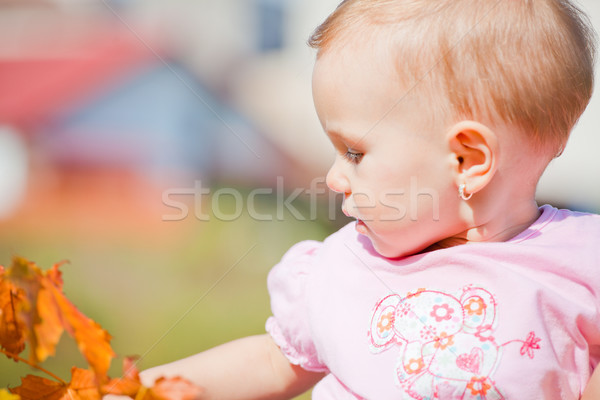 Extérieur faible temps chaud automne [[stock_photo]] © igabriela