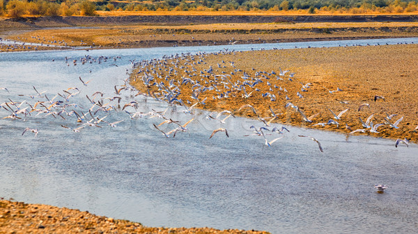 Seagulls on Buzau riverbank Stock photo © igabriela