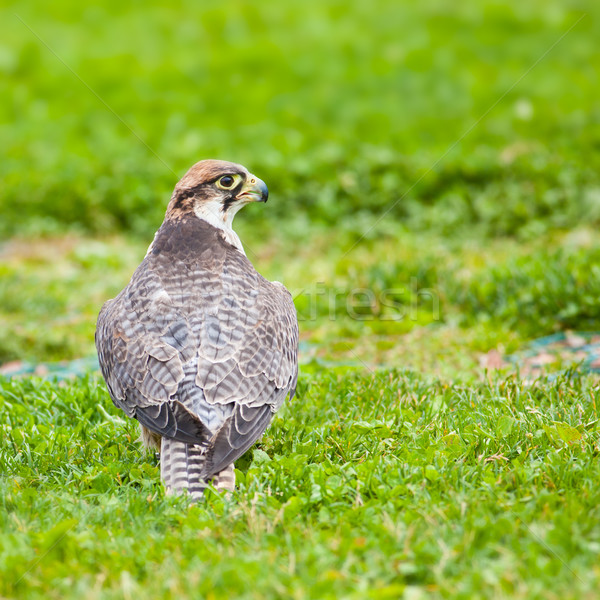 Falcon séance herbe photo grotte oiseaux [[stock_photo]] © igabriela