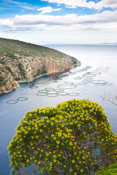 Fisheries in Greece Stock photo © igabriela