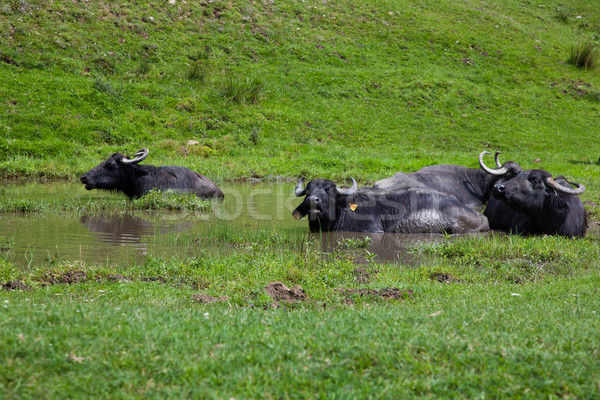 Stock photo: Buffalo in the water