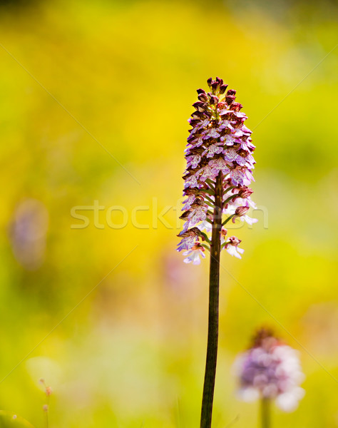 Lady orchid Stock photo © igabriela