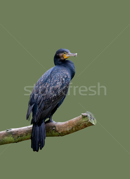 Great cormorant Stock photo © igabriela