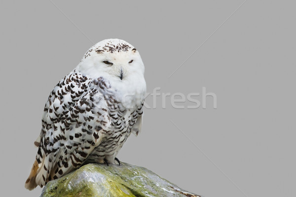 Bubo scandiacus Stock photo © igabriela