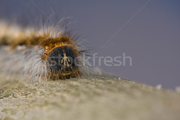 Move, I am coming Stock photo © igabriela