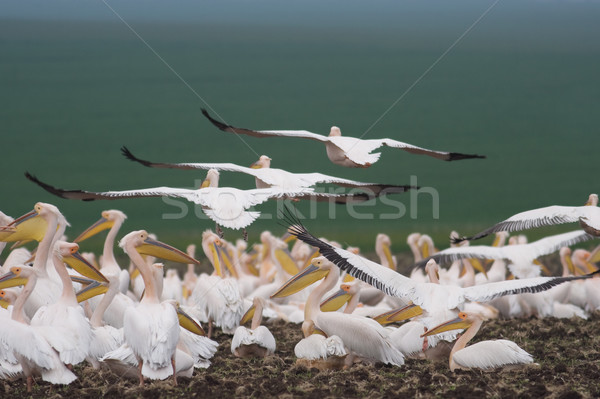 Pelican colony Stock photo © igabriela