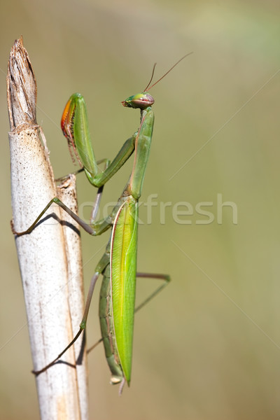 Stock photo: Mantis religiosa