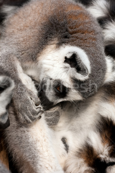 Ring-tailled lemur Stock photo © igabriela