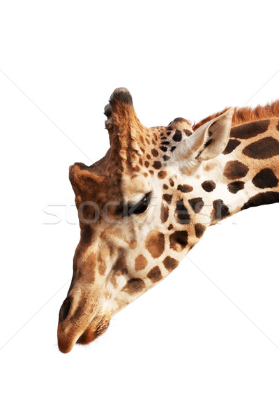 Giraffe Stock photo © igabriela