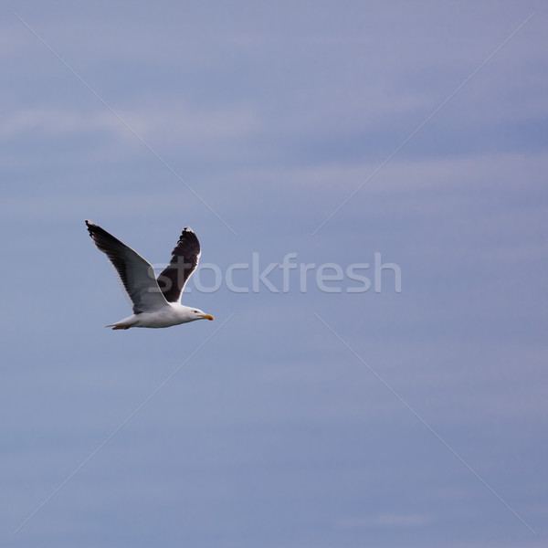 Stock photo: Larus Marinus