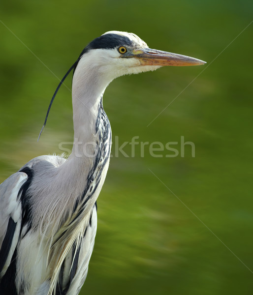 Grey Heron Stock photo © igabriela