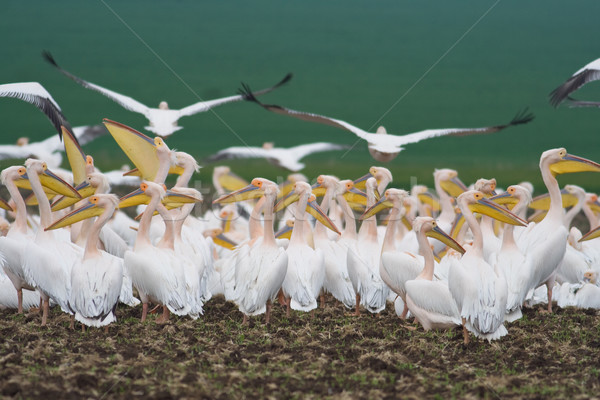 Pelican colony Stock photo © igabriela