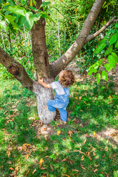 1 год ребенка мальчика портрет подняться Вишневое Сток-фото © igabriela