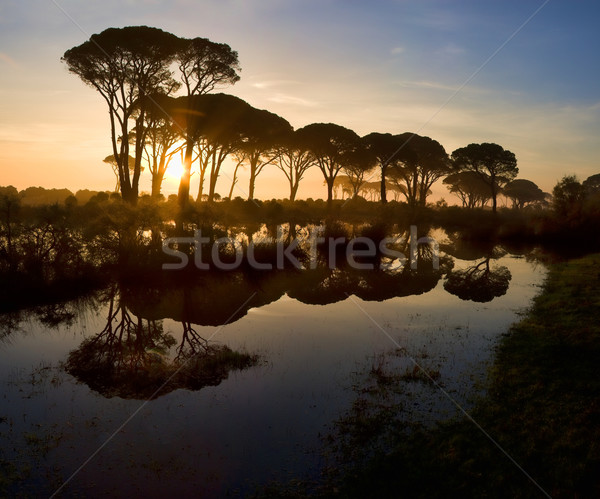 Strophylia forest at sunrise Stock photo © igabriela