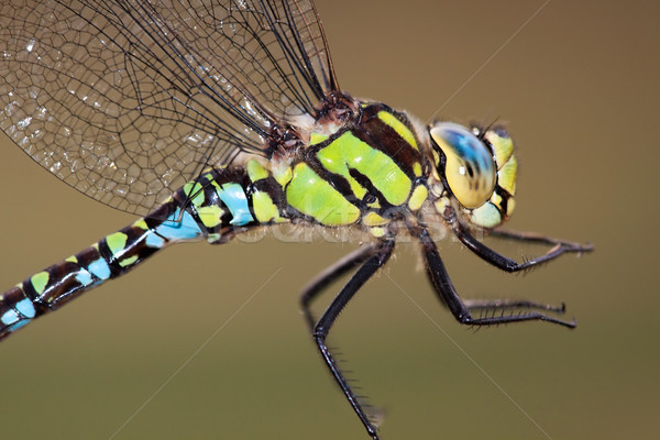 Foto stock: Retrato · olho · animal · masculino