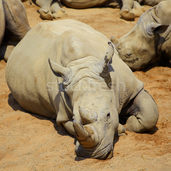 White Rhino resting in the sun Stock photo © igabriela