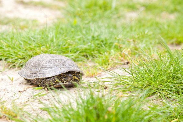 европейский пруд сокрытие природы черепахи Сток-фото © igabriela