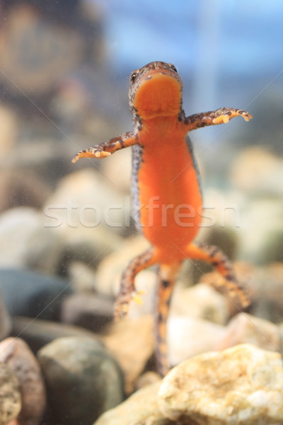 Stock photo: Alpine newt