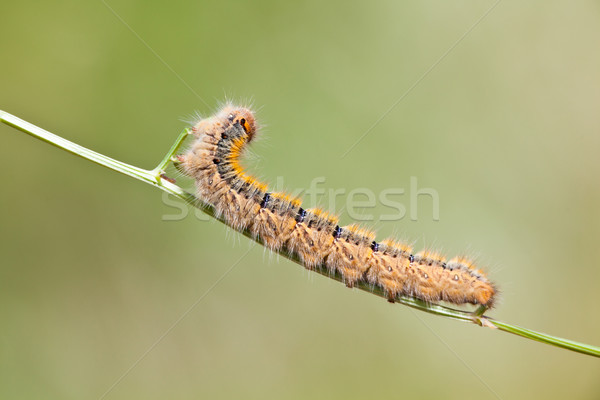 Grass Eggar Caterpillar Stock photo © igabriela