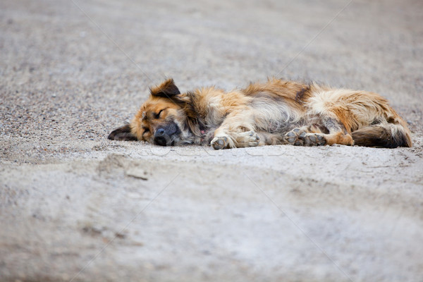 Kutya fektet járda utca szomorú hajléktalan Stock fotó © igabriela