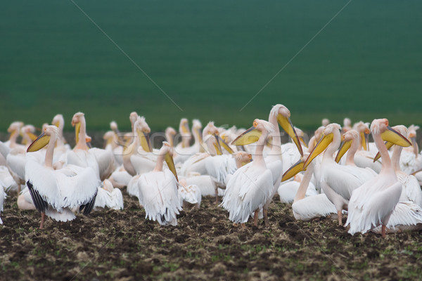 Pelican colony Stock photo © igabriela