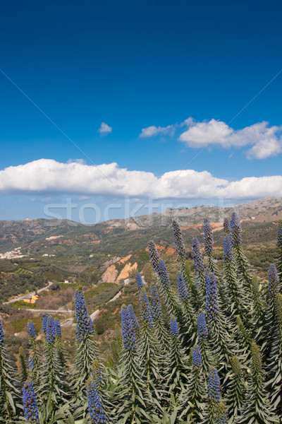 Giardino botanico panorama natura montagna verde impianto Foto d'archivio © igabriela