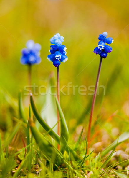 Muscari commutatum Stock photo © igabriela