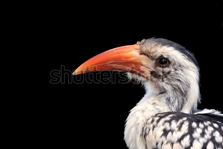 Red Billed Hornbill Stock photo © igabriela