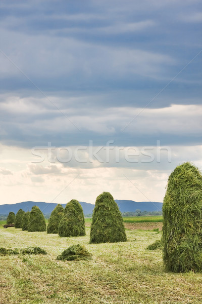 Foto stock: Feno · campo · grama · paisagem · ao · ar · livre