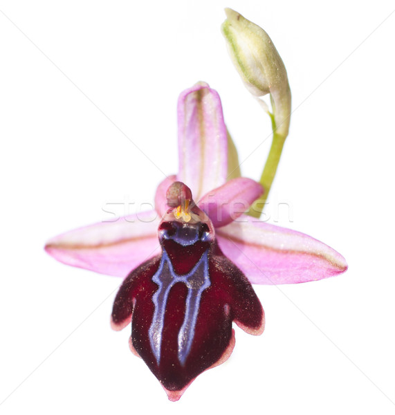 Orchid isolated on white Stock photo © igabriela