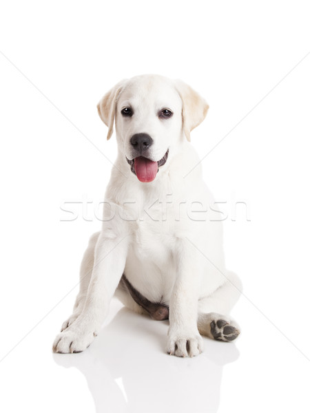 ストックフォト: ラブラドル · 子犬 · 美しい · ラブラドル·レトリーバー犬 · クリーム · 孤立した