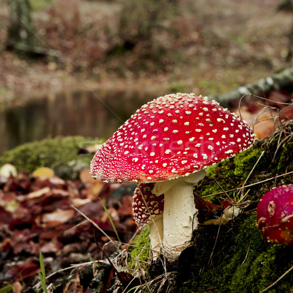 Venenoso cogumelo quadro natureza folha Foto stock © iko