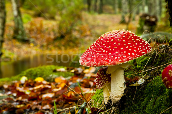 Venenoso cogumelo quadro natureza folha Foto stock © iko