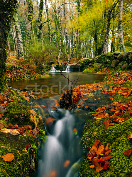 Foto d'archivio: Bella · fiume · foresta · foglia