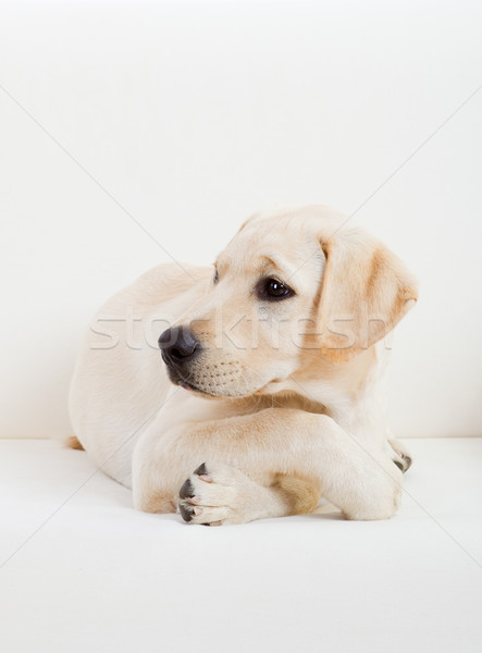 Cute labrador dog Stock photo © iko