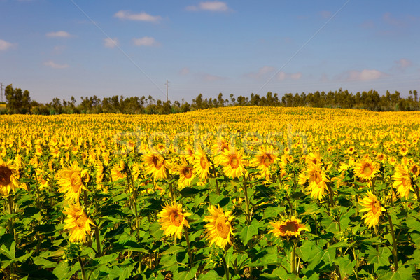 Sunflowers meadow Stock photo © iko