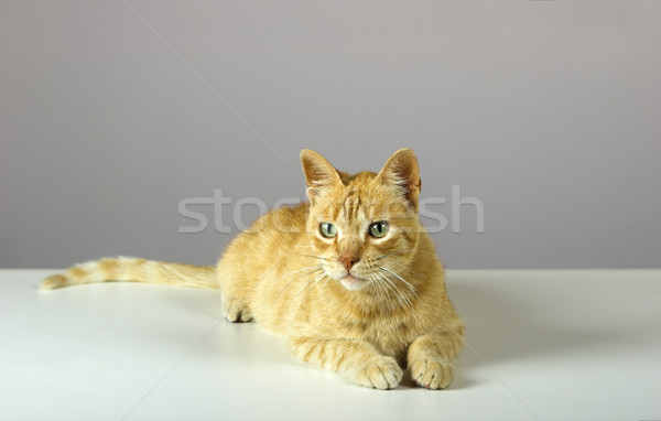 Kitten mooie meer foto's kat Stockfoto © iko