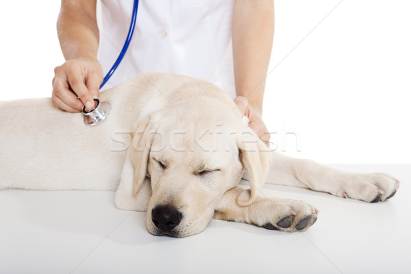 Foto d'archivio: Care · cane · giovani · femminile · veterinaria