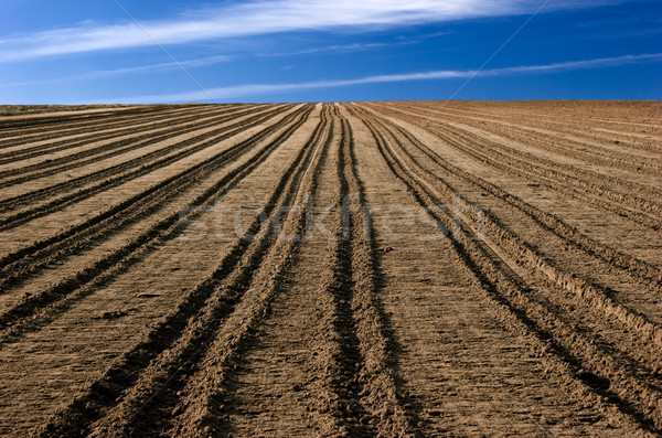 Campo pronto céu paisagem luz terra Foto stock © iko