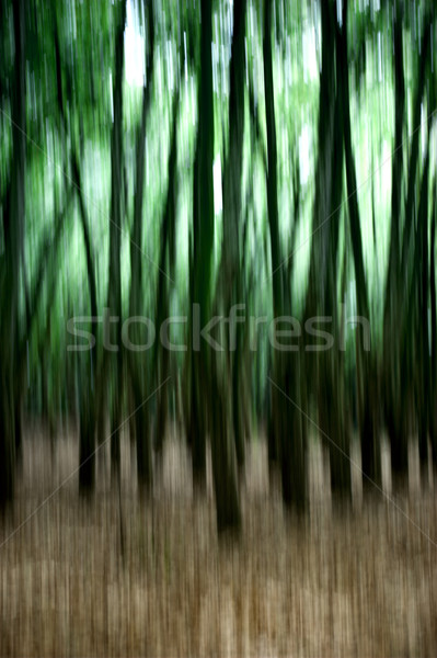Green Forest Stock photo © iko