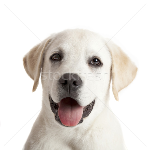 Labrador kutyakölyök gyönyörű portré labrador retriever nyelv kidugva Stock fotó © iko