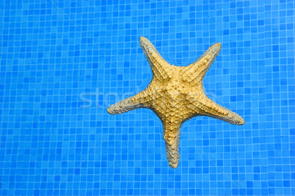 Starfish Stock photo © iko