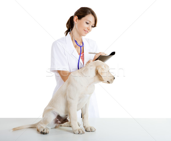 Pasă câine tineri femeie veterinar Imagine de stoc © iko